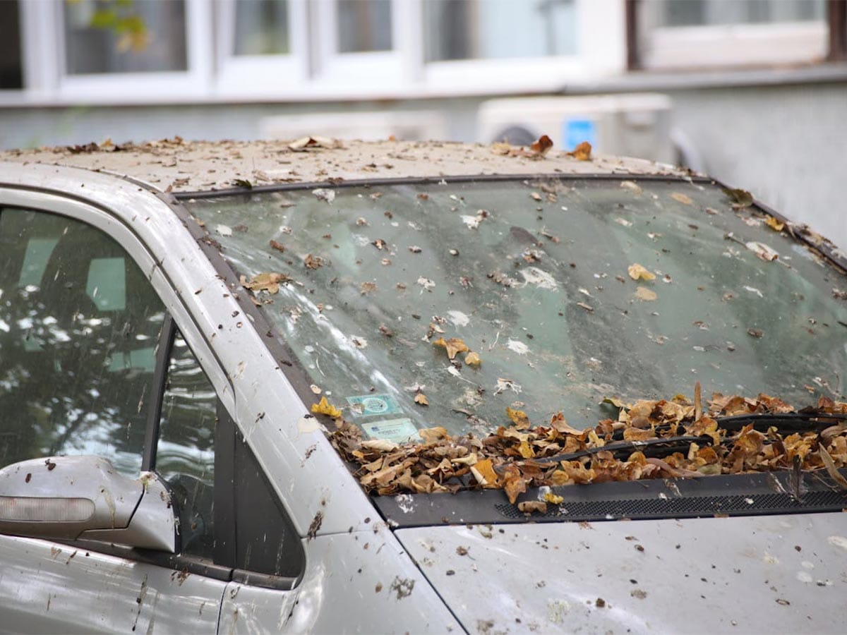 A car covered in leaves, pitch, and tree sap, highlighting the issue of pitch removal from the car's exterior.